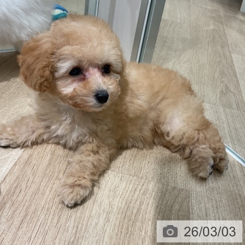 トイ・プードルの写真