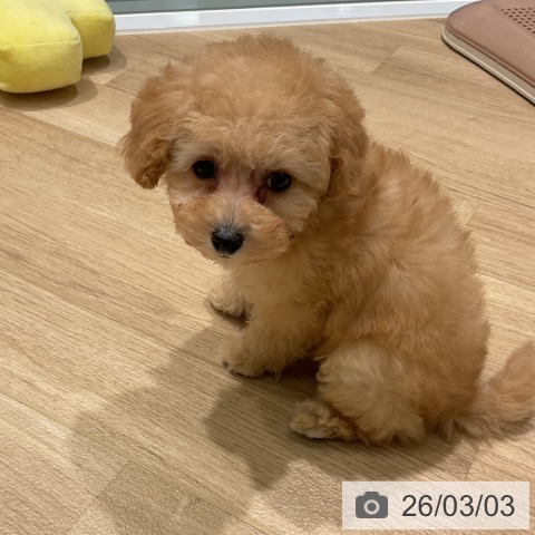 トイ・プードルの写真