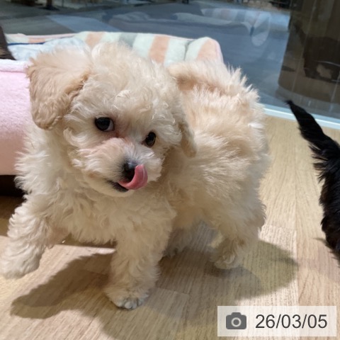 愛知県のトイプードル(トイ) (ペットプラス 岡崎店/2025年12月29日生まれ/女の子/ペールフォーン)の子犬の4枚目の画像