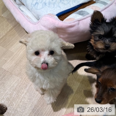 愛知県のトイプードル(トイ) (ペットプラス 岡崎店/2025年12月29日生まれ/女の子/ペールフォーン)の子犬の4枚目の画像