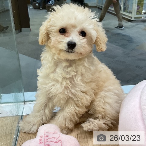 愛知県のトイプードル(トイ) (ペットプラス 岡崎店/2025年12月29日生まれ/女の子/ペールフォーン)の子犬の4枚目の画像