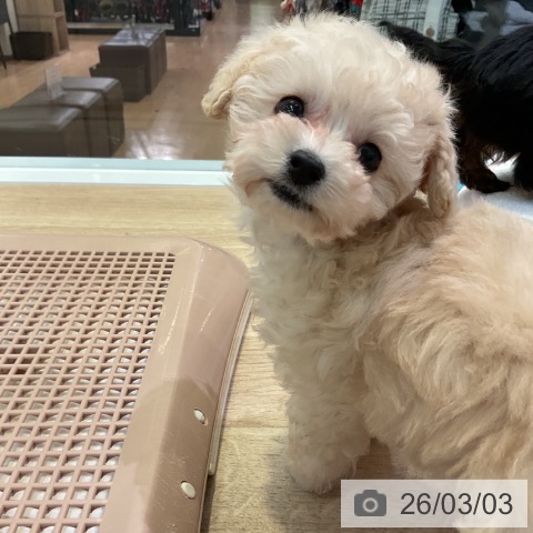 トイ・プードルの写真