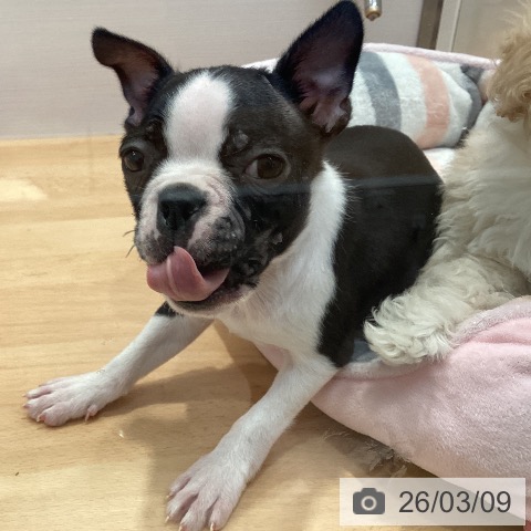 愛知県のボストンテリア (ペットプラス 名古屋茶屋店/2025年12月31日生まれ/男の子/ボストンカラー)の子犬の4枚目の画像