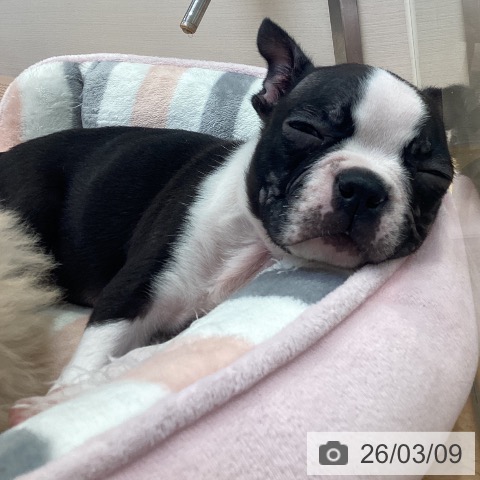 愛知県のボストンテリア (ペットプラス 名古屋茶屋店/2025年12月31日生まれ/男の子/ボストンカラー)の子犬の3枚目の画像