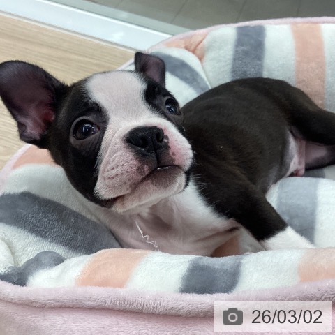 ボストン・テリアの写真