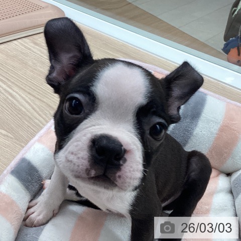 ボストン・テリアの写真