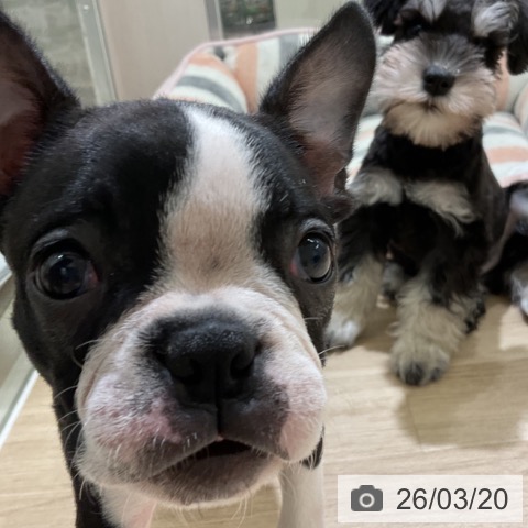 愛知県のボストンテリア (ペットプラス イオンモール豊川店/2025年12月31日生まれ/女の子/ボストンカラー)の子犬の4枚目の画像