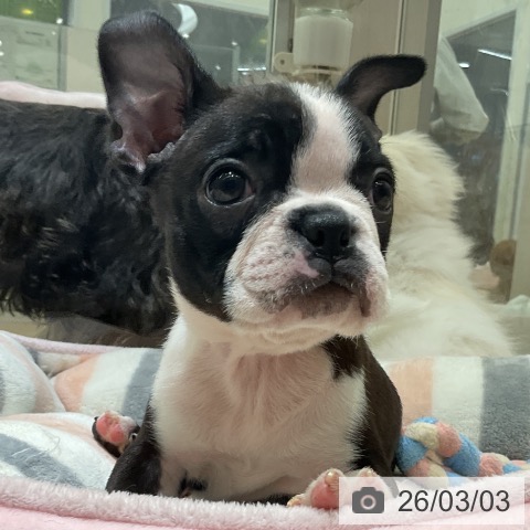 ボストン・テリアの写真