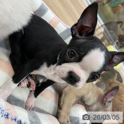 愛知県のボストンテリア (ペットプラス mozoワンダーシティ店/2025年12月31日生まれ/女の子/ボストンカラー)の子犬の4枚目の画像