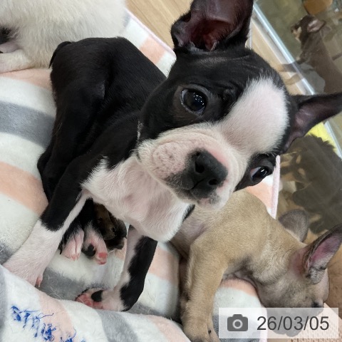 愛知県のボストンテリア (ペットプラス mozoワンダーシティ店/2025年12月31日生まれ/女の子/ボストンカラー)の子犬の3枚目の画像