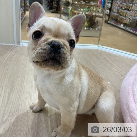 フレンチ・ブルドッグの写真