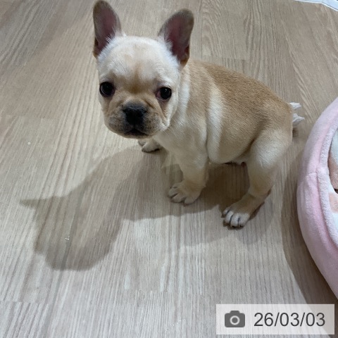フレンチ・ブルドッグの写真