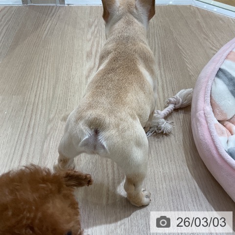 フレンチ・ブルドッグの写真