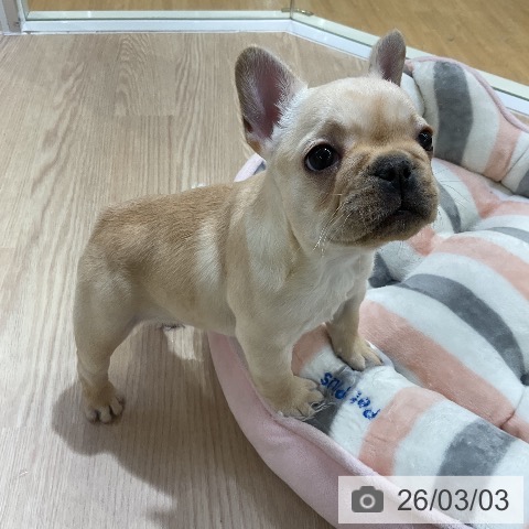 フレンチ・ブルドッグの写真