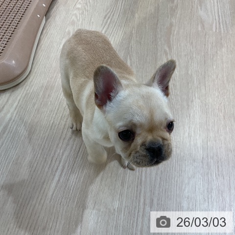 フレンチ・ブルドッグの写真