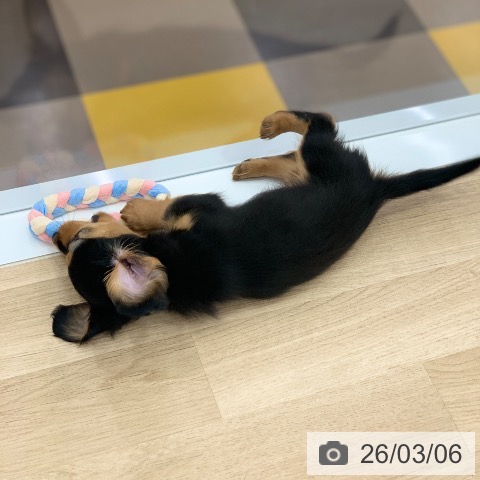 岐阜県のミニチュアダックスフンド(ロング) (ペットプラス 光ケ丘店/2025年12月31日生まれ/男の子/ブラックタン)の子犬の4枚目の画像