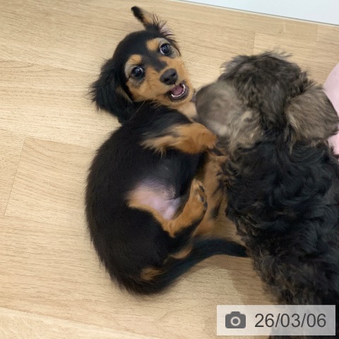 岐阜県のミニチュアダックスフンド(ロング) (ペットプラス 光ケ丘店/2025年12月31日生まれ/男の子/ブラックタン)の子犬の3枚目の画像