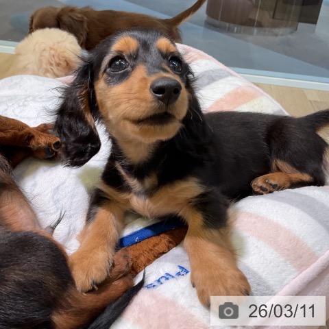 愛知県のミニチュアダックスフンド(ロング) (ペットプラス イオンモール豊川店/2025年12月31日生まれ/男の子/ブラックタン)の子犬の4枚目の画像