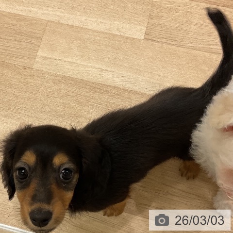 ミニチュア・ダックスフンドの写真