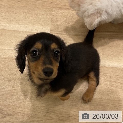 ミニチュア・ダックスフンドの写真