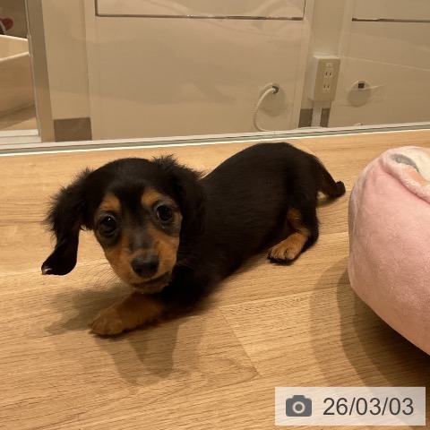 ミニチュア・ダックスフンドの写真