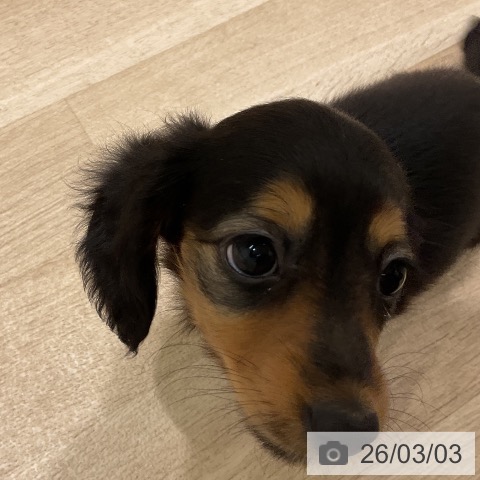 ミニチュア・ダックスフンドの写真