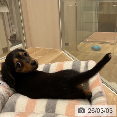 ミニチュア・ダックスフンドの写真