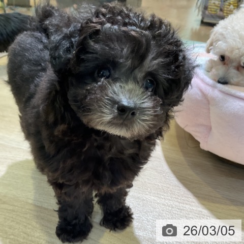 愛知県のトイプードル(トイ) (ペットプラス 岡崎店/2025年12月31日生まれ/女の子/シルバー)の子犬の4枚目の画像