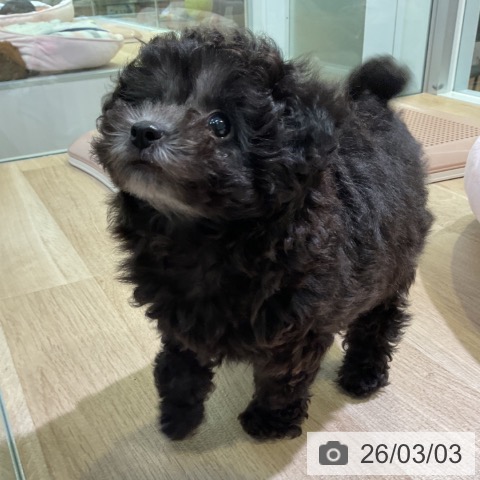 トイ・プードルの写真