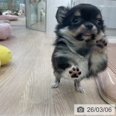 愛知県のチワワ(ロング) (ペットプラス ナゴヤドーム前店/2025年12月24日生まれ/男の子/ブラックタンホワイト)の子犬の4枚目の画像