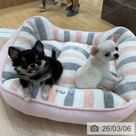 愛知県のチワワ(ロング) (ペットプラス ナゴヤドーム前店/2025年12月24日生まれ/男の子/ブラックタンホワイト)の子犬の3枚目の画像