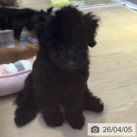 富山県のトイプードル(トイ) (ペットプラス となみ店/2025年12月31日生まれ/男の子/ブラック)の子犬の4枚目の画像