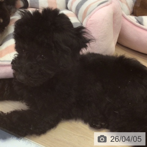 富山県のトイプードル(トイ) (ペットプラス となみ店/2025年12月31日生まれ/男の子/ブラック)の子犬の3枚目の画像