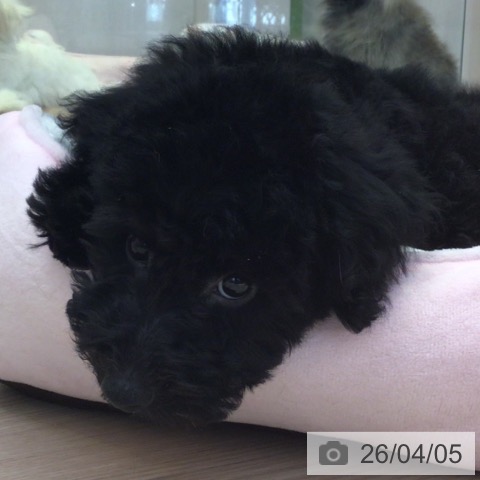 富山県のトイプードル(トイ) (ペットプラス となみ店/2025年12月31日生まれ/男の子/ブラック)の子犬の3枚目の画像