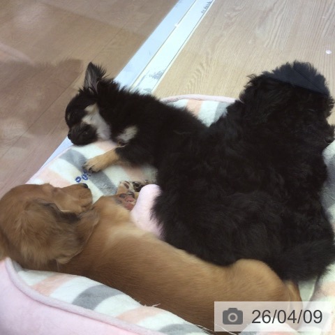 富山県のトイプードル(トイ) (ペットプラス となみ店/2025年12月31日生まれ/男の子/ブラック)の子犬の3枚目の画像