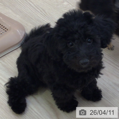 富山県のトイプードル(トイ) (ペットプラス となみ店/2025年12月31日生まれ/男の子/ブラック)の子犬の3枚目の画像