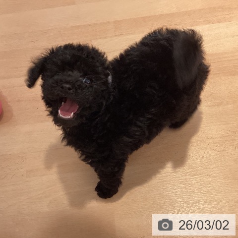 トイ・プードルの写真