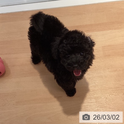 トイ・プードルの写真