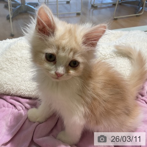 三重県のサイベリアン (ペットプラス 東員店/2025年12月29日生まれ/男の子/カメオタビーホワイト)の子猫の4枚目の画像
