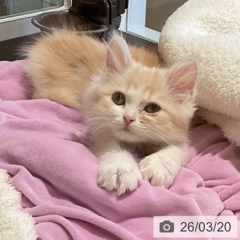 三重県のサイベリアン (ペットプラス 東員店/2025年12月29日生まれ/男の子/カメオタビーホワイト)の子猫の4枚目の画像