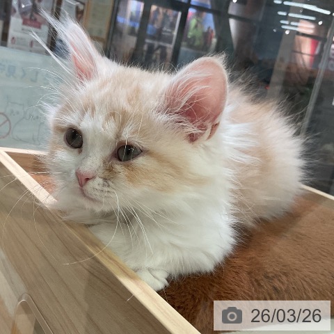 三重県のサイベリアン (ペットプラス 東員店/2025年12月29日生まれ/男の子/カメオタビーホワイト)の子猫の4枚目の画像