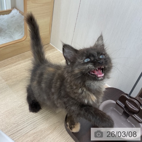 サイベリアンの写真