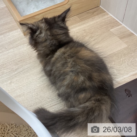 サイベリアンの写真