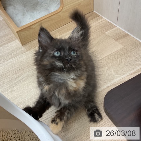 サイベリアンの写真