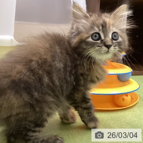 サイベリアンの写真