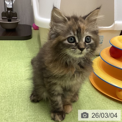 サイベリアンの写真