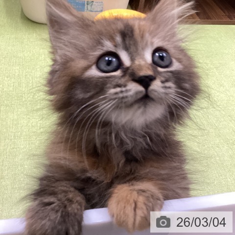 サイベリアンの写真