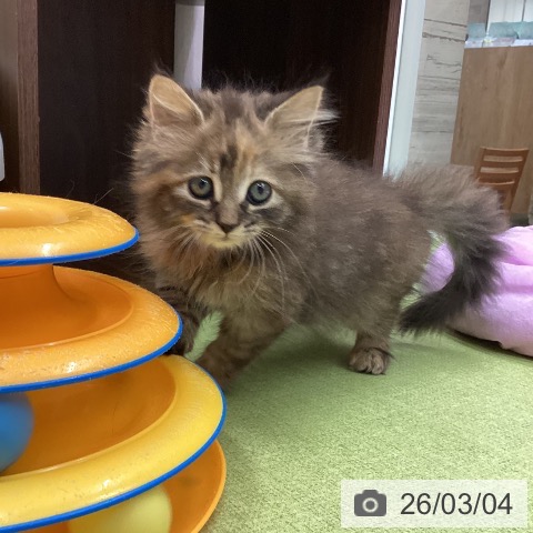 サイベリアンの写真