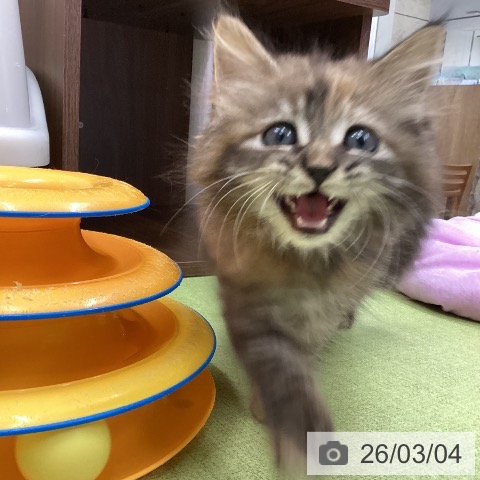 サイベリアンの写真