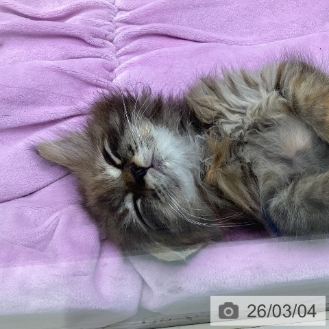 三重県のサイベリアン (ペットプラス 津南店/2025年12月30日生まれ/女の子/ブラウンパッチドタビー)の子猫の3枚目の画像